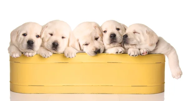 Poppato cuccioli — Foto Stock