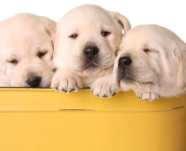 Yellow lab puppies — Stock Photo, Image