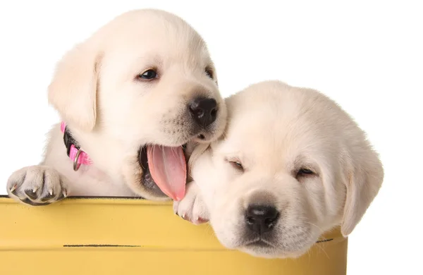 Grappige pups — Stockfoto