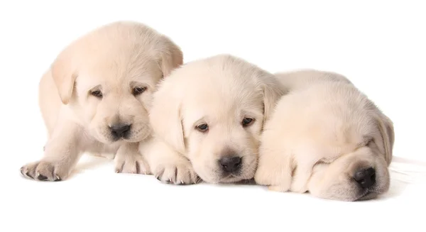 Gele lab pups — Stockfoto