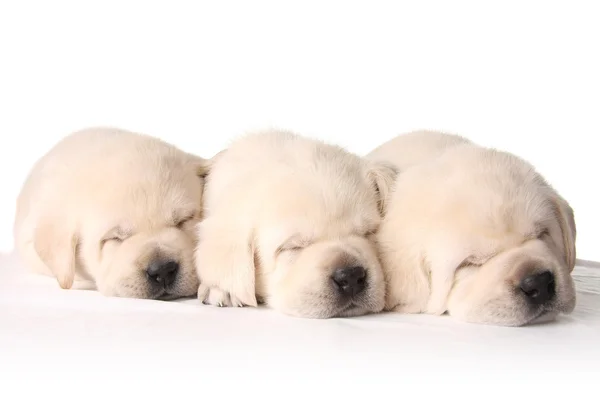 Sleepy puppies — Stock Photo, Image