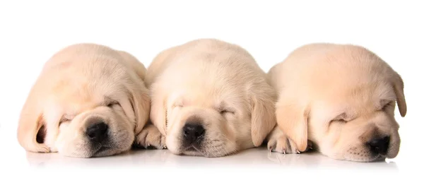 Сонные щенки — стоковое фото