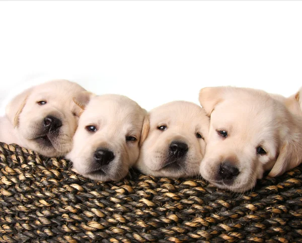 Cachorros de laboratorio — Foto de Stock