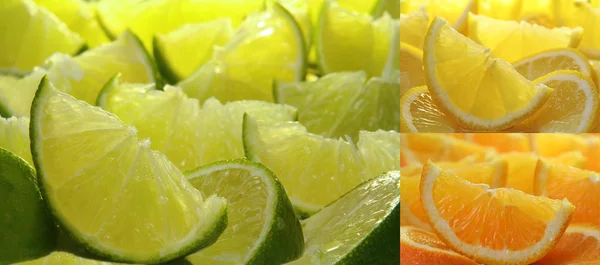 Citrus fruit collection — Stock Photo, Image