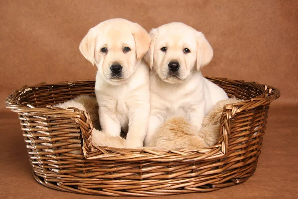 Dos cachorros de laboratorio — Foto de Stock