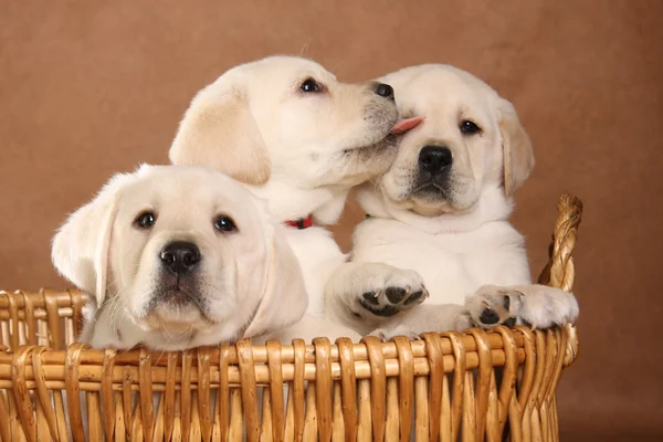 Labrador puppies. — Stockfoto