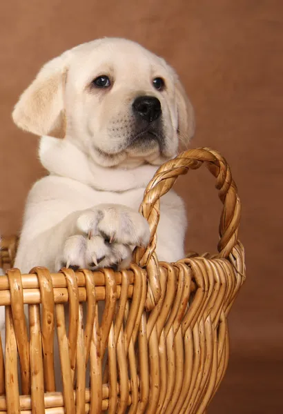 Gele lab pup — Stockfoto