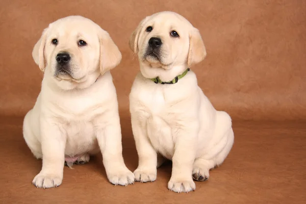 Lab puppies — Stock Photo, Image