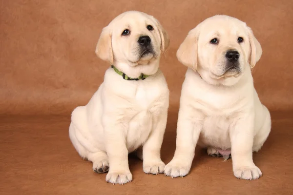 Lab puppies — Stock Photo, Image