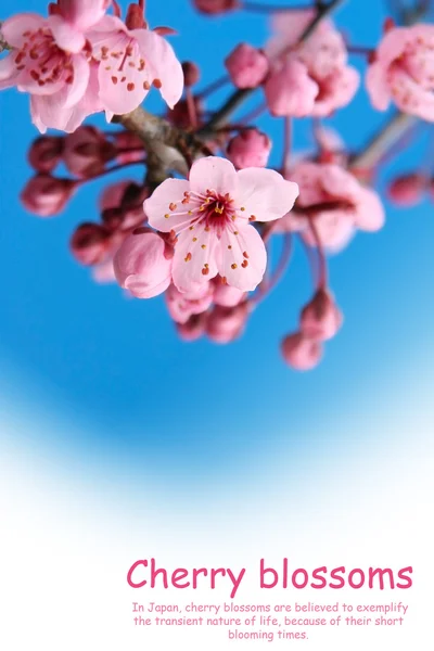 stock image Cherry blossom