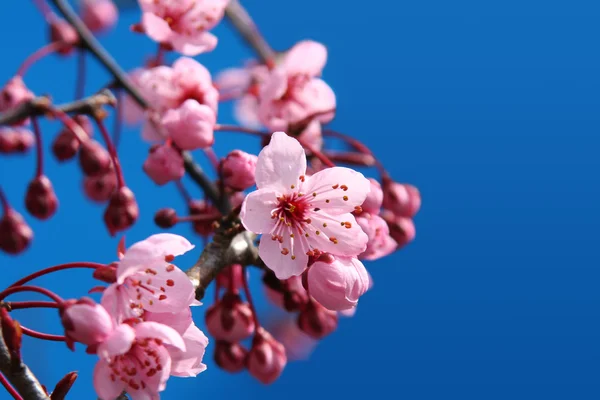 Flor de cerezo —  Fotos de Stock