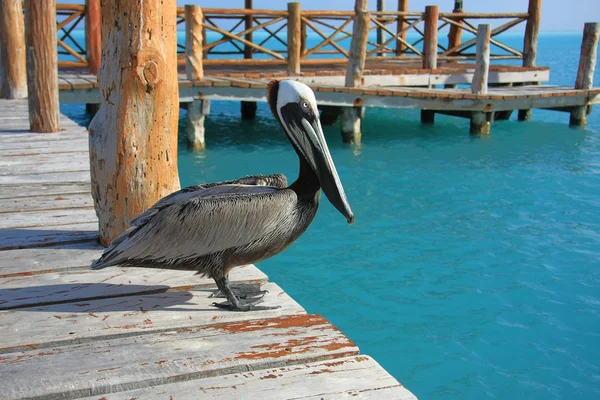 stock image Pelican