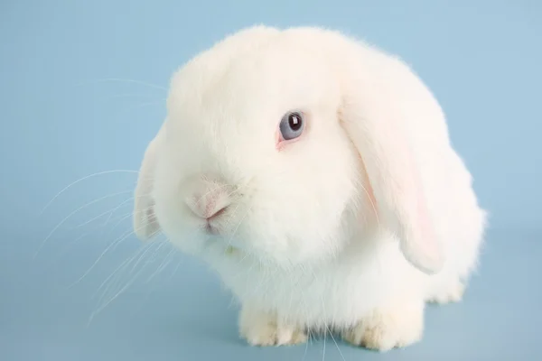 Conejo conejo — Foto de Stock