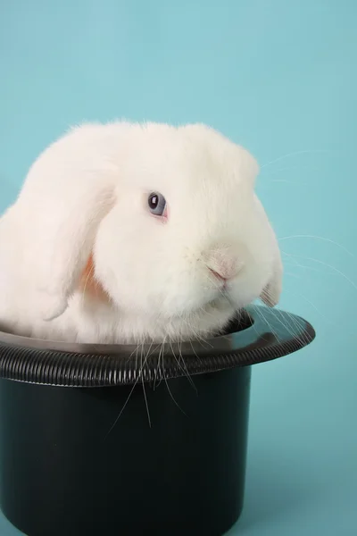 Conejo con sombrero de copa —  Fotos de Stock