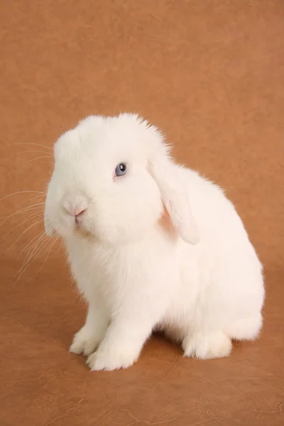 Кролик-кролик — стоковое фото