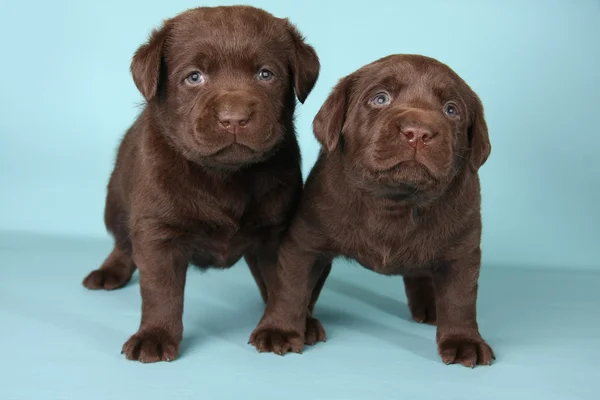 Chocolate lab puppies — Stock Photo, Image