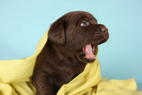 Labrador Retriever Welpe — Stockfoto