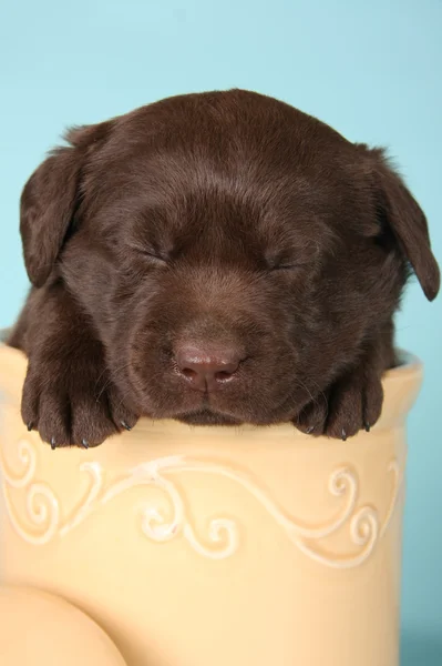 Sleepy puppy — Stock Photo, Image