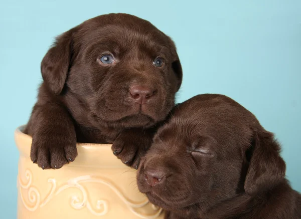Labrador puppies — Stock Photo, Image