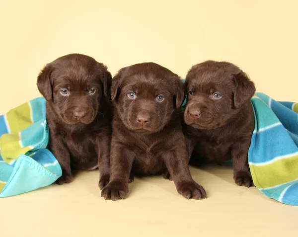 Tiga laboratorium anak anjing — Stok Foto