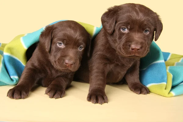 Labrador puppies — Stockfoto