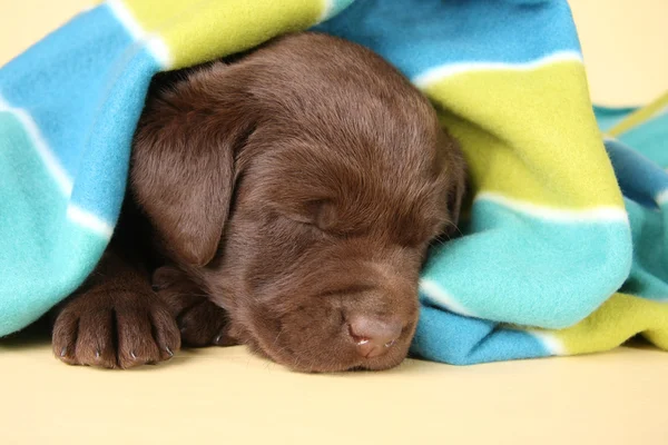 Uykulu köpek yavrusu — Stok fotoğraf