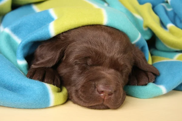 Labrador puppy — Stock Photo, Image