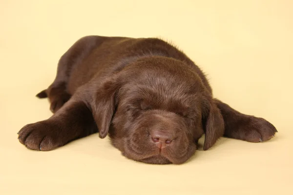 Sleeping lab puppy — Stock Photo, Image