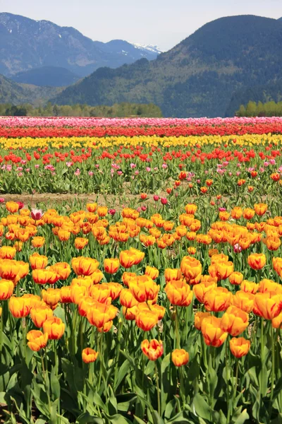 Тюльпановые поля — стоковое фото
