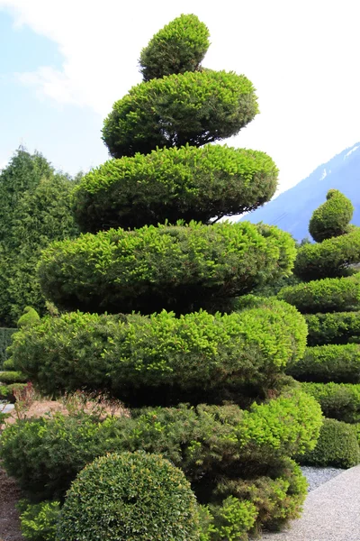 Duże zimozielone topiary — Zdjęcie stockowe