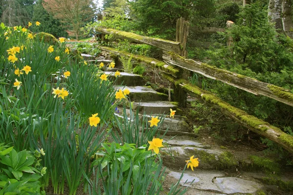 Daffodils no parque — Fotografia de Stock