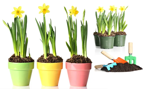 Potted daffodils — Stock Photo, Image