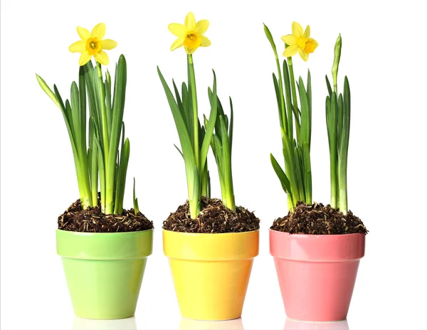 Potted daffodils — Stok fotoğraf