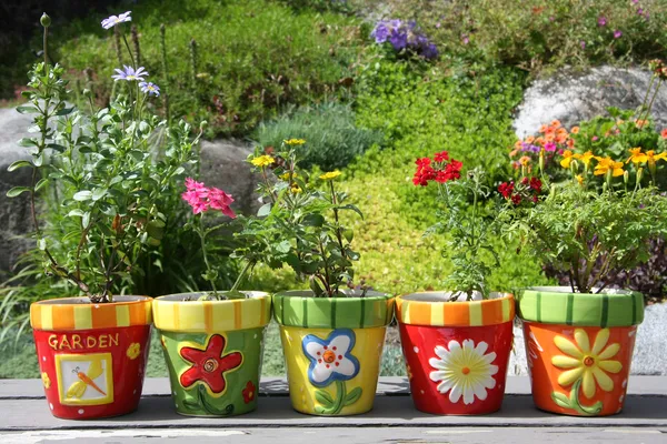 Pots et fleurs colorés . — Photo