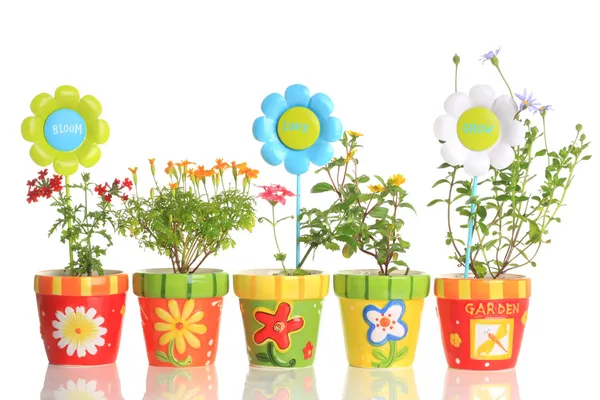 Kleurrijke potten met mooie bloemen — Stockfoto