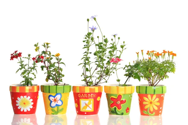 Piuttosto vasi di fiori — Foto Stock