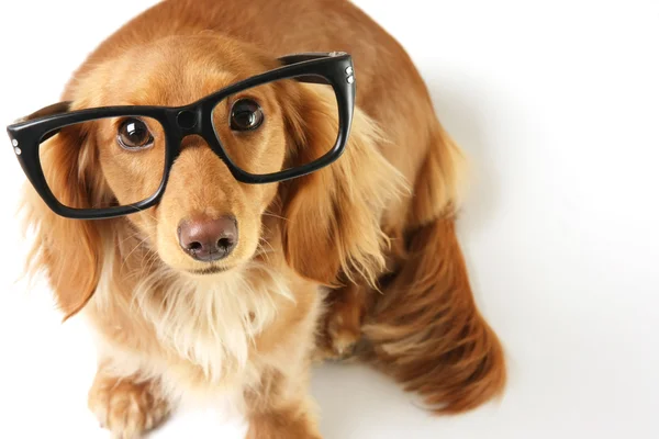 Chytrý pes — Stock fotografie