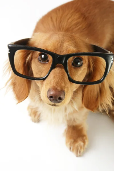 Chytrý pes — Stock fotografie