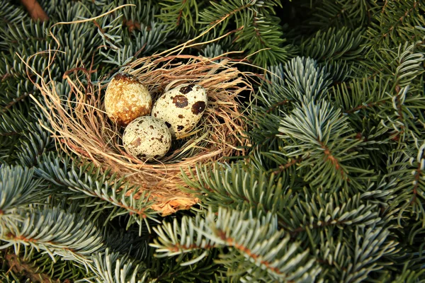 Ptačí hnízdo — Stock fotografie