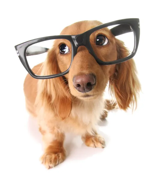 Cachorro inteligente — Foto de Stock