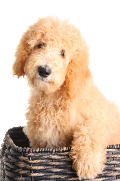 Goldendoodle pup — Stockfoto