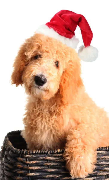 Santa pup — Stockfoto