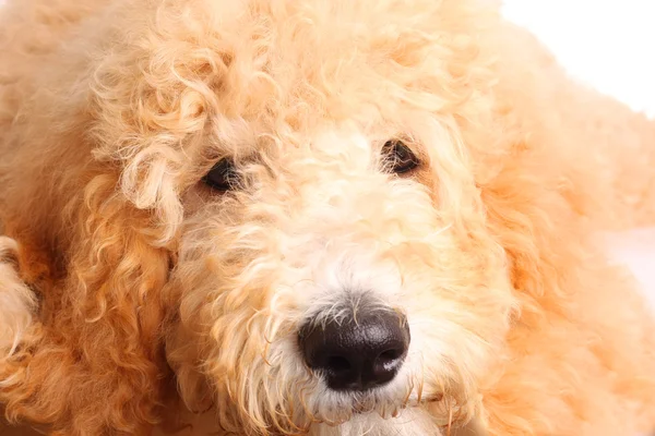 Golden doodle puppy — Stock Photo, Image