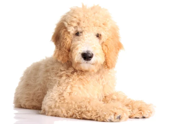 Altın doodle köpek yavrusu — Stok fotoğraf