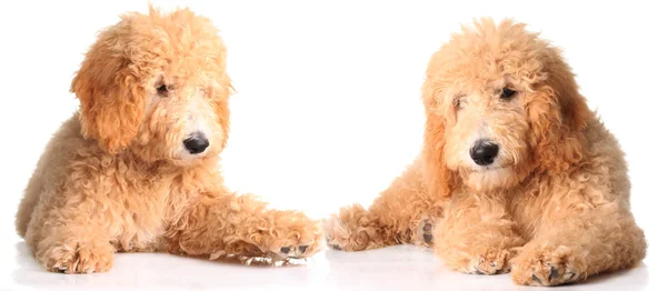 Golden doodle puppies — Stock Photo, Image
