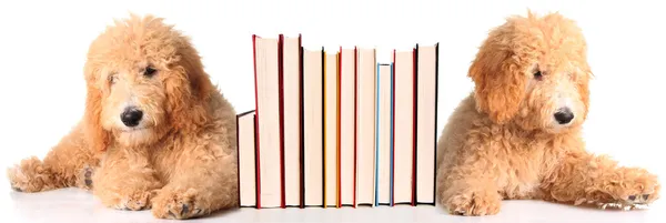 Bookend puppies — Stock Photo, Image