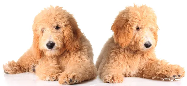 Gouden doodle pups — Stockfoto