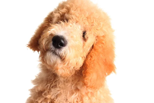 Golden doodle puppy — Stock Photo, Image