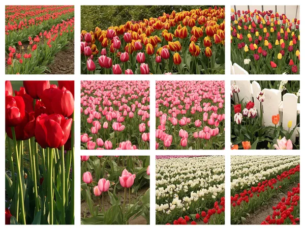 Tulip collage — Stockfoto
