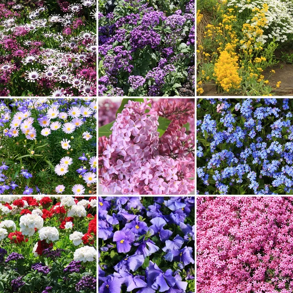 Colección de flores —  Fotos de Stock